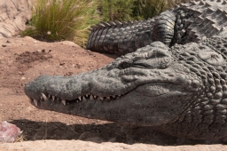 TRAVEL 231 Maroko Agadír CrocoPark Krokodýl nilský IMG_8070